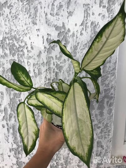 Диффенбахия Камилла