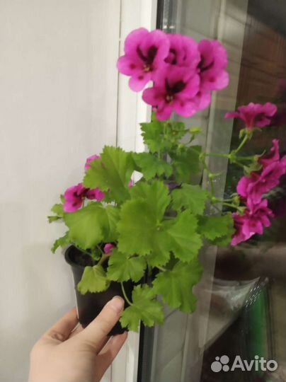 Пеларгония герань