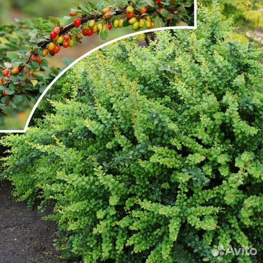 Барбарис Тунберга Грин Орнамент (1 саженец в горш