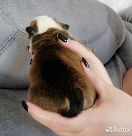 Английский бульдог