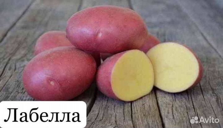 Семенной картофель