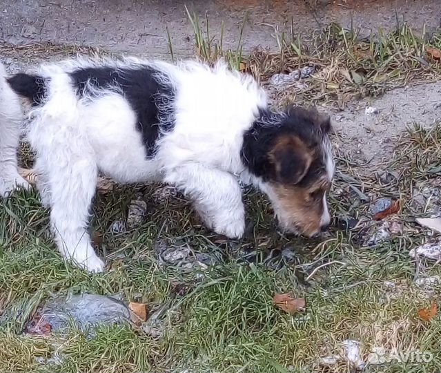 Щенки фокстерьеры