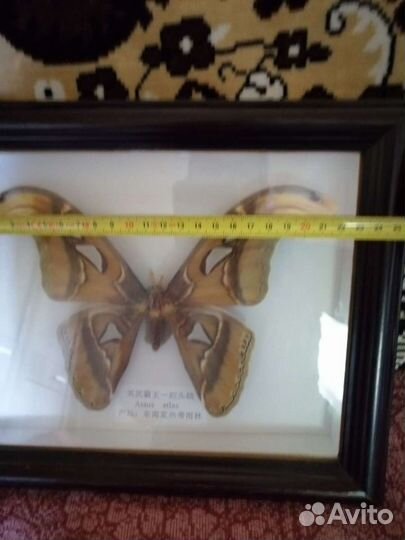 Бабочка Ataus atlas в рамке