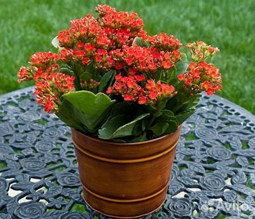 Домашние цветы