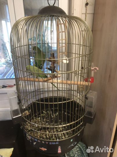 Попугай Ожереловый