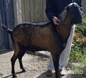 Нубийский козел