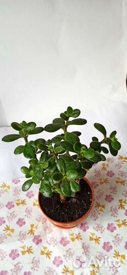 Толстянка дерево