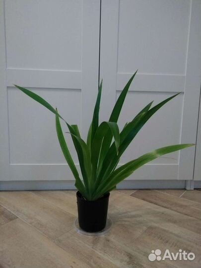 Шагающий ирис, детки