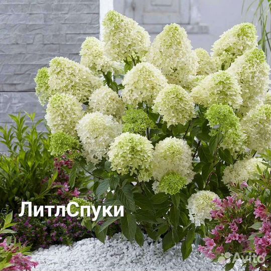 Гортензии метельчатые древовидные