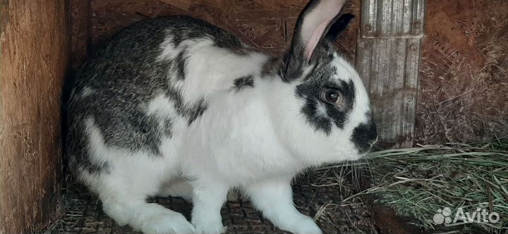 Домашние животные кролики