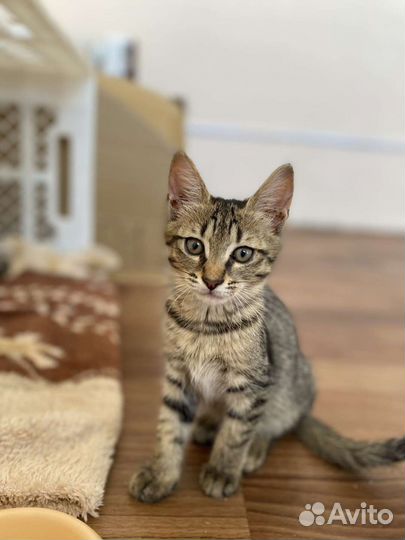 Котята бесплатно