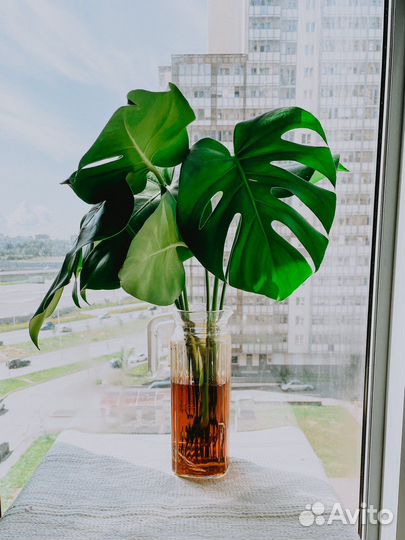 Монстера деликатесная