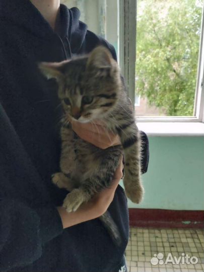 Котёнок девочка бесплатно