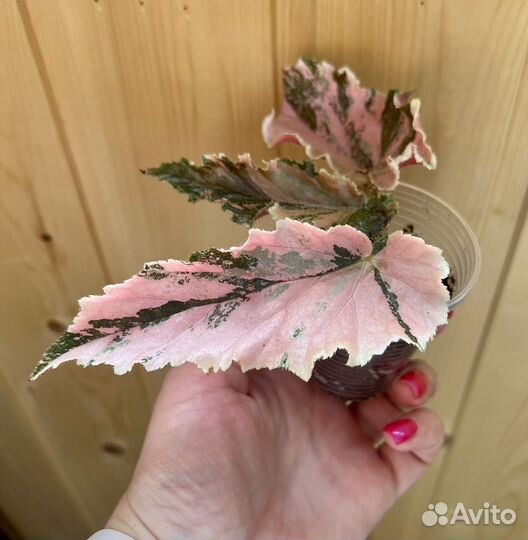 Бегония Ginny Galaxy