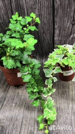 Комнатный плющ Хедера вариегатный