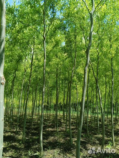 Ива плакучая, волнистая, кизильник бл., катальпа