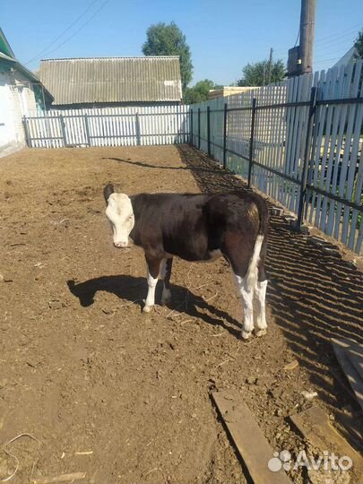 Крупно рогатый скот