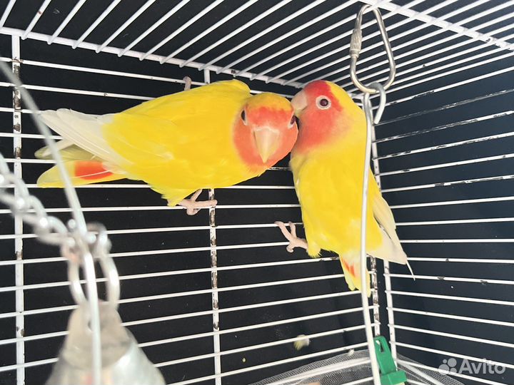 Попугай неразлучники