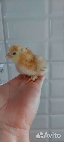 Цыплята
