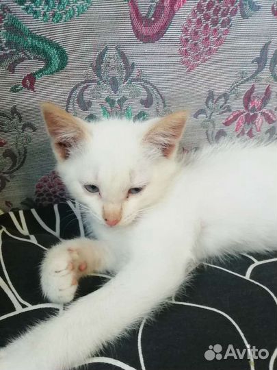 Котик в добрые руки