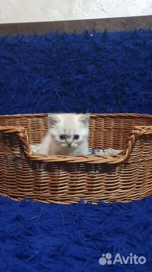 Котята шотландцы