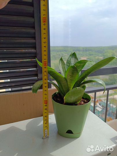 Сансевиерия