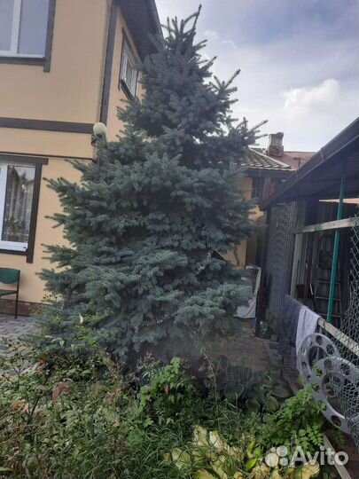 Голубая ель 4 метра