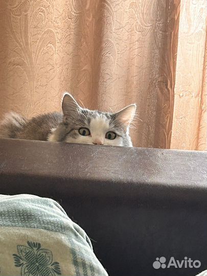 Кошка на вязку