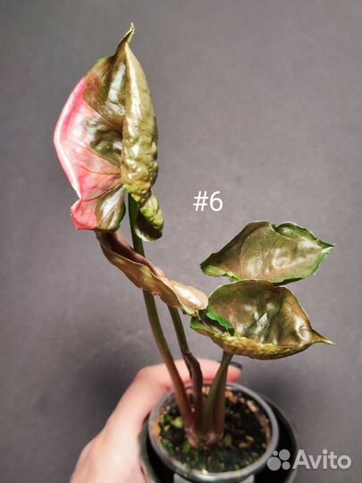 Сингониум клубничный лед Тайский