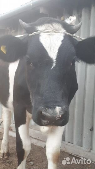 Первотелка