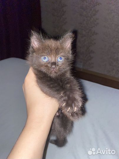 Шотландская кошечка