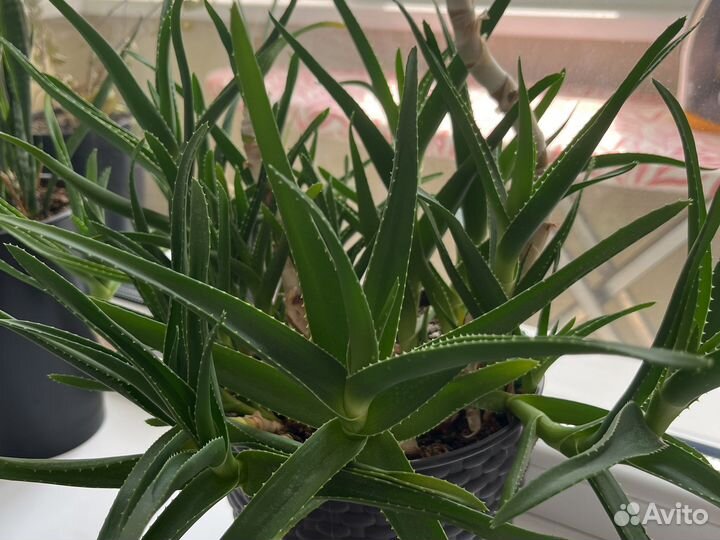 Алоэ древовидное