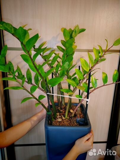 Замиокулькас вариегатный, большой