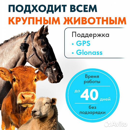 Gps tracker для лошадей