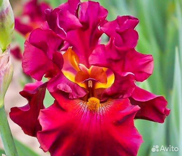 Ирисы бородатые сортовые