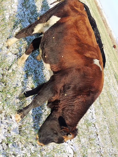 Продам Быка