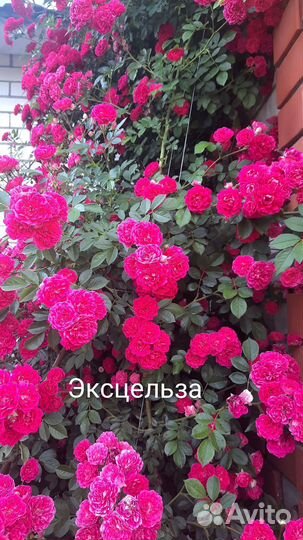 Розы. Корнесобственные саженцы