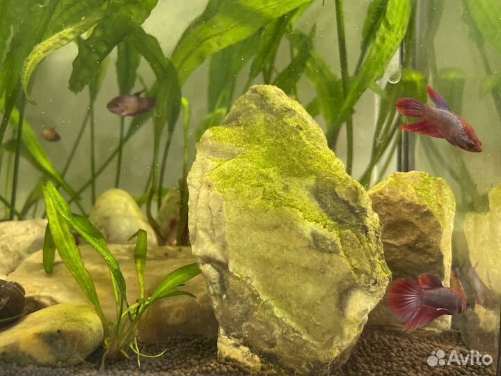 Рыбка петушок