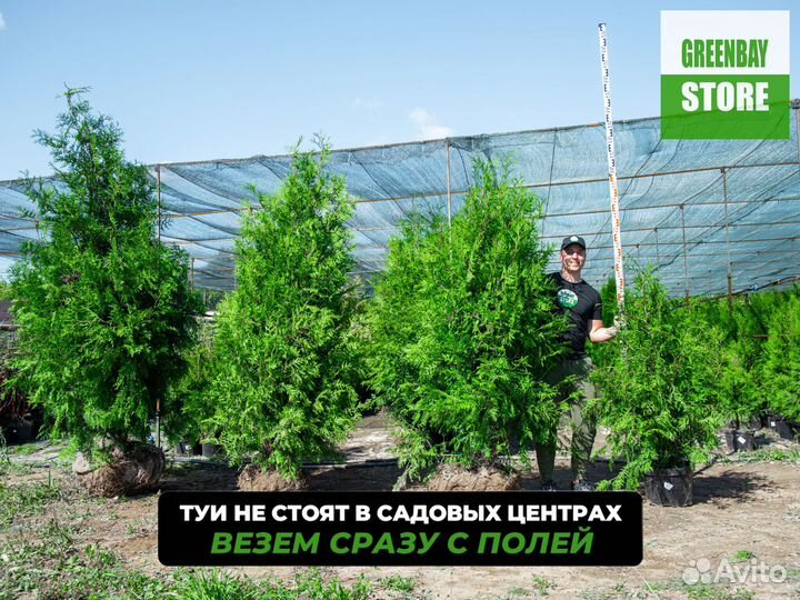 Туя брабант 1,4 м свежая копка 2023