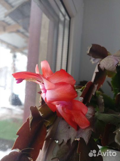 Декабрист шлюмбергера