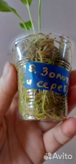 Комнатные растения, разные 2