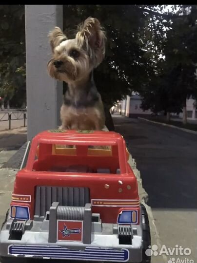 Вязка Йоркширский терьер