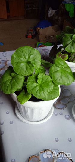 Комнатные цветы герань