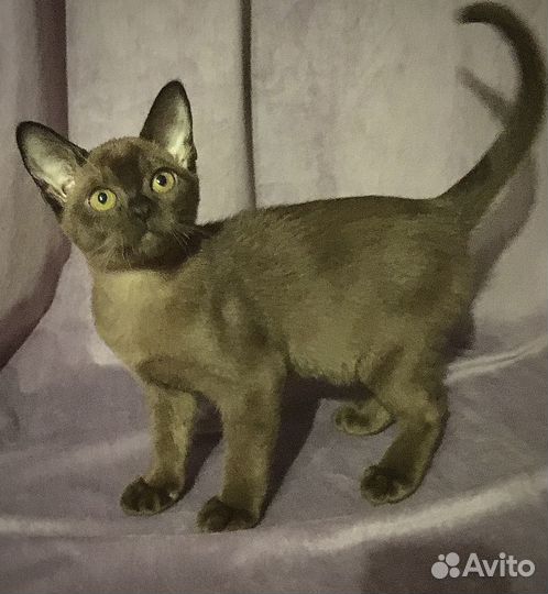 Европейская Бурма - котята