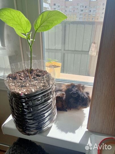 Мальчик морская свинка вязка