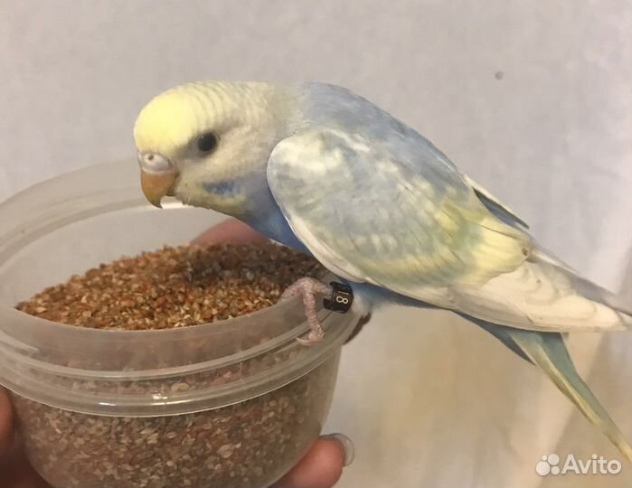 Птенчики волнистых попугаев красивые окрасы