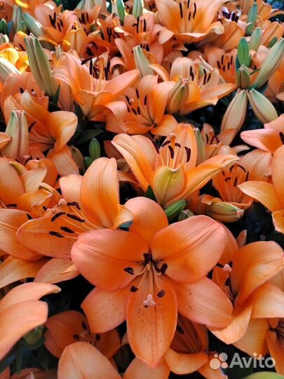 Лилии луковицы