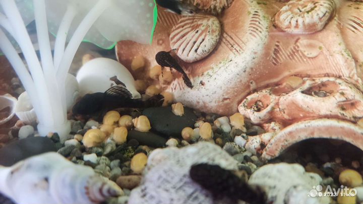 Сомики анциструсы и улитки Ампулярии желтые