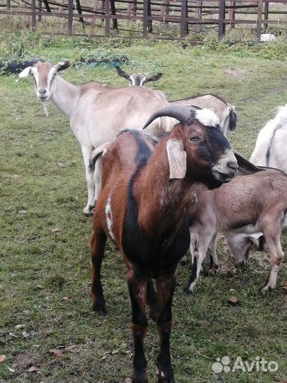 Дойная коза, молодые козочки, козлики