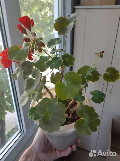 Герань с ведёрком